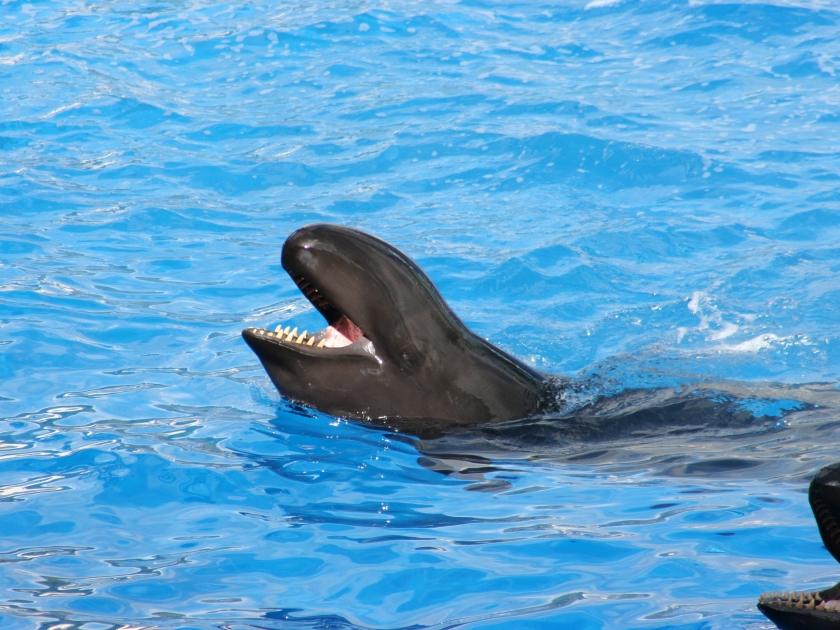 A False killer whale (Pseudorca crassidens) at a local zoo