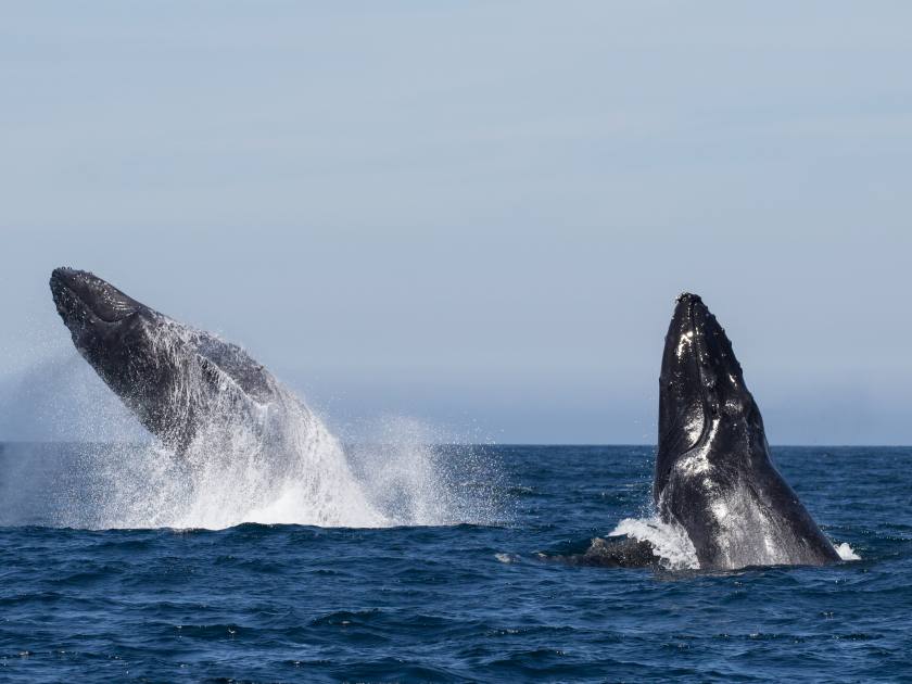 Humpback Whale (Megaptera novaeangliae)