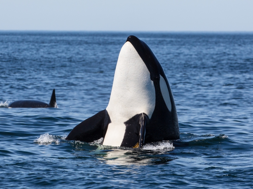 Killer Whale - Orcinus Orca