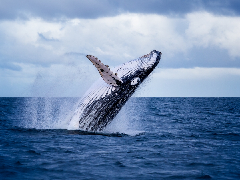 Humpback whale jumping out of the water in Australia. The whale is spraying water and ready to fall on its back.