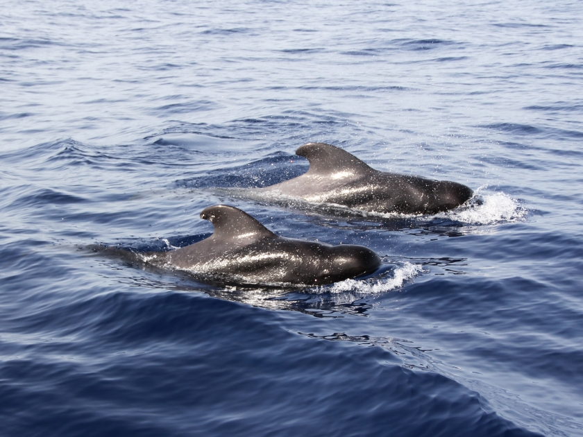 Short-finned pilot whales are emerging from the Atlantic Ocean near Tenerife