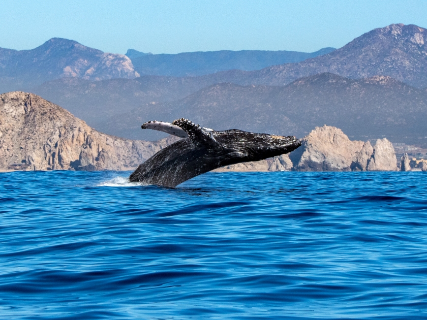 humpback whale breaching on pacific ocean background