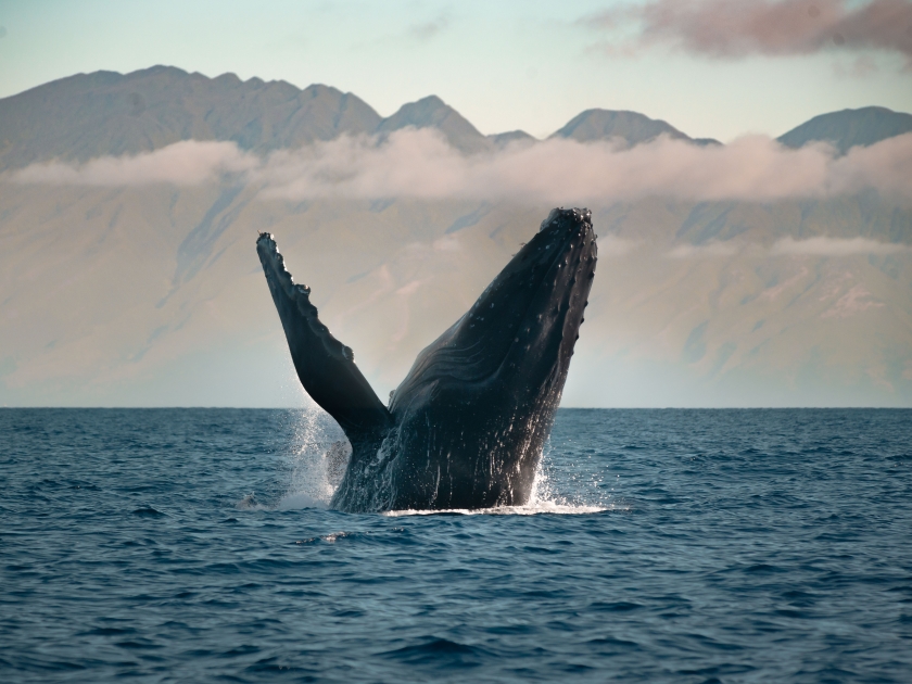 Humpack Whale with Molokai in Background