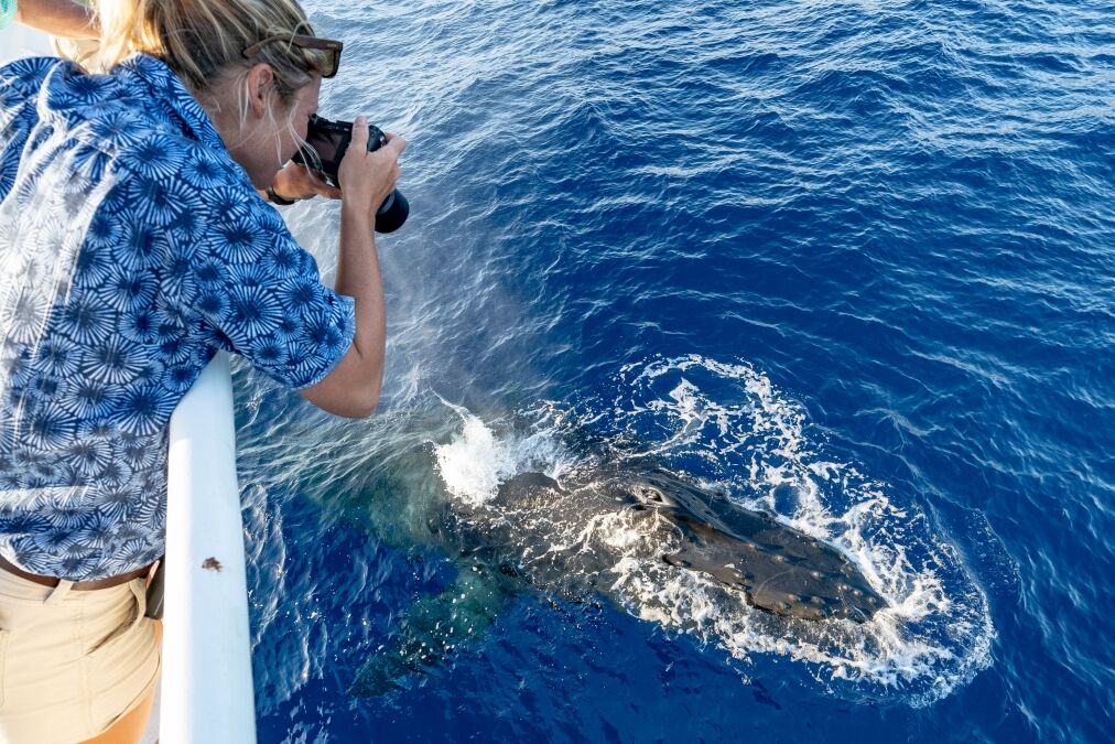 A female photographer taking pictures of a humpback whale surfacing directly underneath her on a whale watching tour in Lahaina, Maui, Hawaii