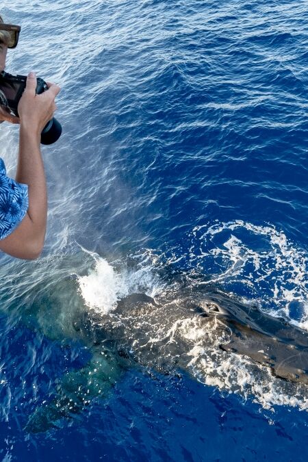 A female photographer taking pictures of a humpback whale surfacing directly underneath her on a whale watching tour in Lahaina, Maui, Hawaii