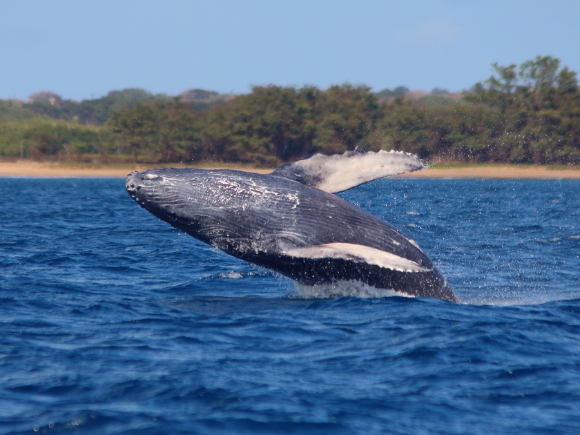 Juvenile humpback whale breaching close to shore in Hawaii