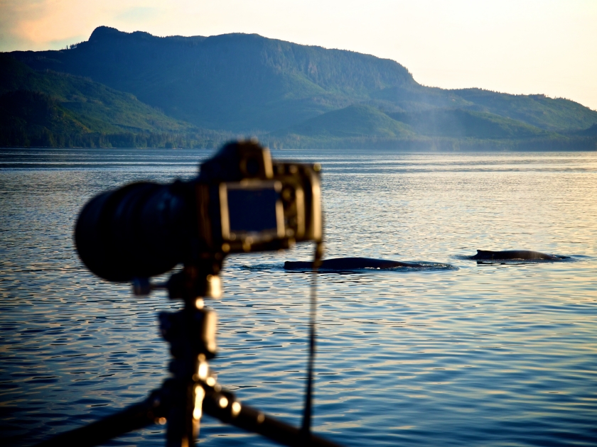 Camera with the Whale Back