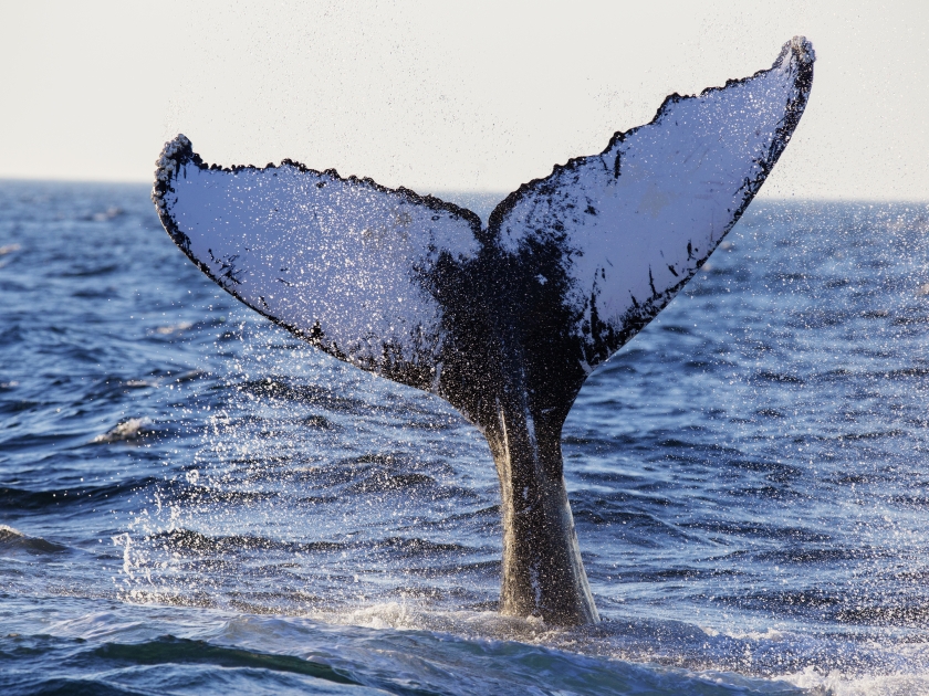 Humpback Whale (Megaptera novaeangliae) Breaching-Cape Cod, Massachusetts