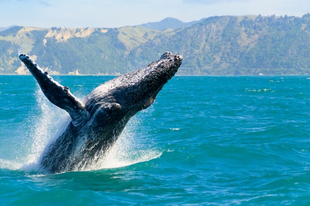 Massive humpback whale playing in water captured from Whale watching boat in Kaikoura, New Zealand. The animal is on its route to Australia