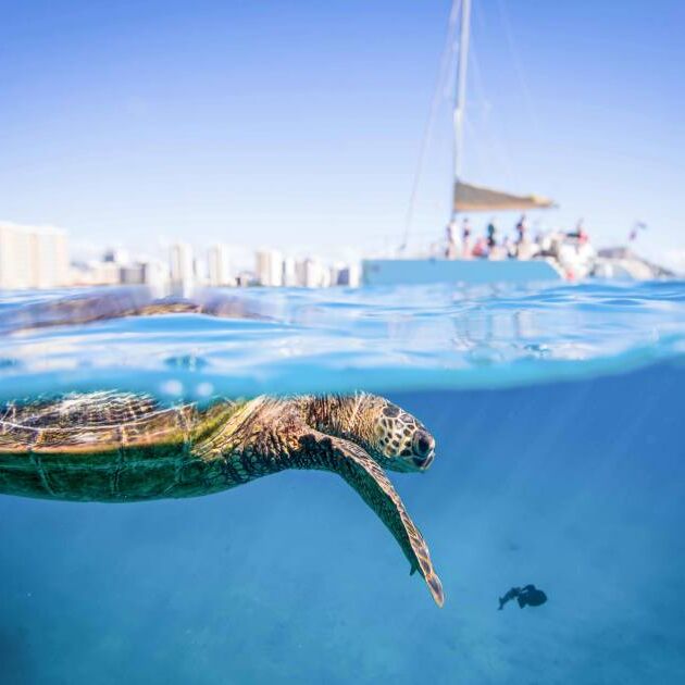 Waikiki Guided Turtle Snorkel Tour