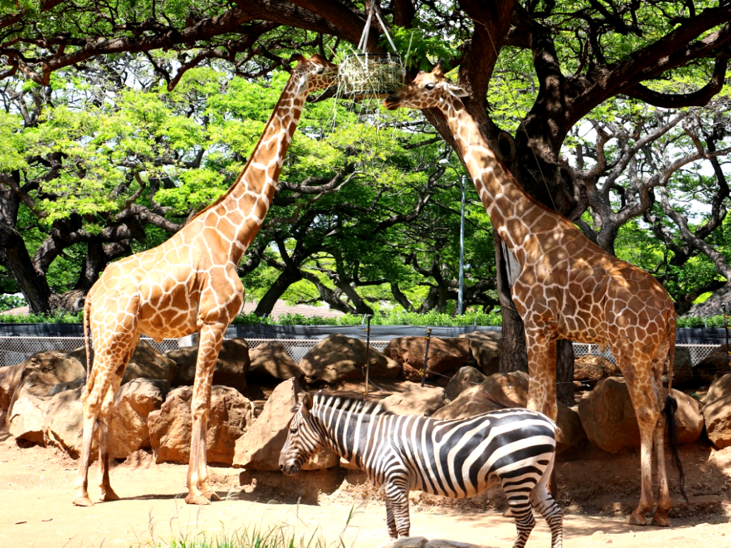 Honolulu Zoo - Giraffe & Zebra