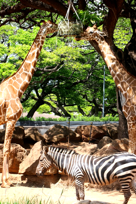 Honolulu Zoo - Giraffe & Zebra