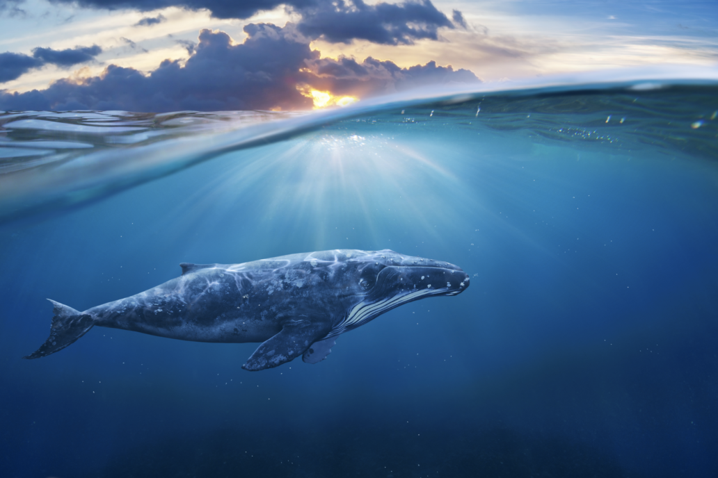 Humpback Whale in Hawaii