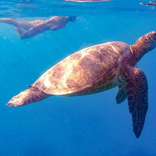 Semi-Private Waikiki Turtle Snorkel Tour - Island Splash