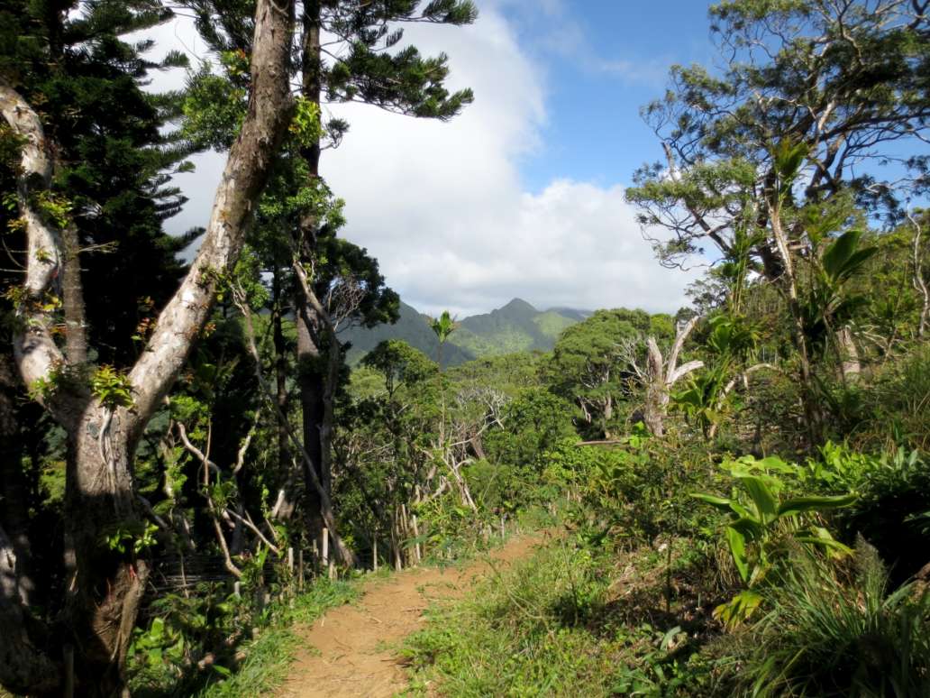 Kalawahine Trail path surrounded with grass, bushes, and trees on Tantalus Mountain on Oahu, Hawaii.