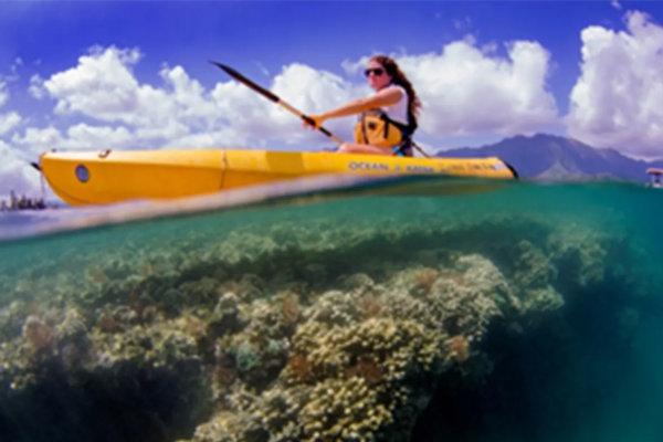 Paddle over Kaneohe Bay's beautiful coral beds