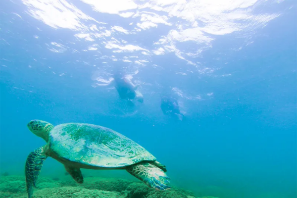 Witness diverse marine life as you journey through the bay