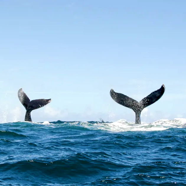 Keauhou Bay Whale Watching Tour & Ocean Raft Adventure
