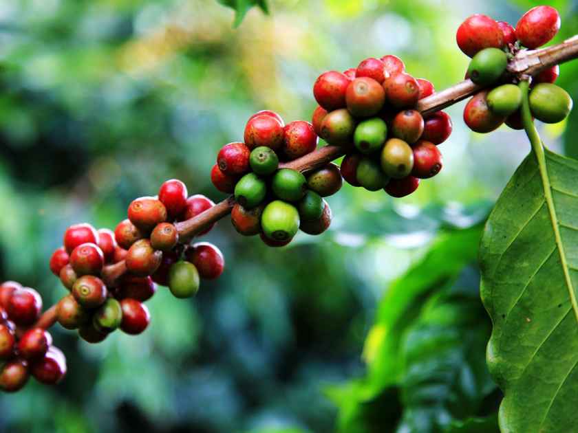 Coffee berries grow under ideal conditions in Kona