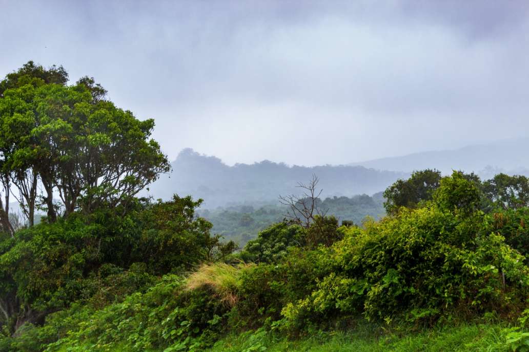 Trees in Ko'olau Forest Reserve in Maui, Hawaii on a wet and foggy.