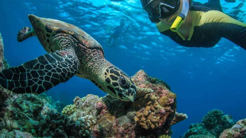 Man snorkeling with turtle