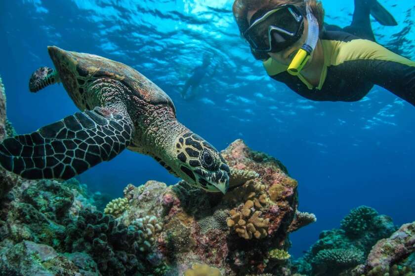 Man snorkeling with turtle