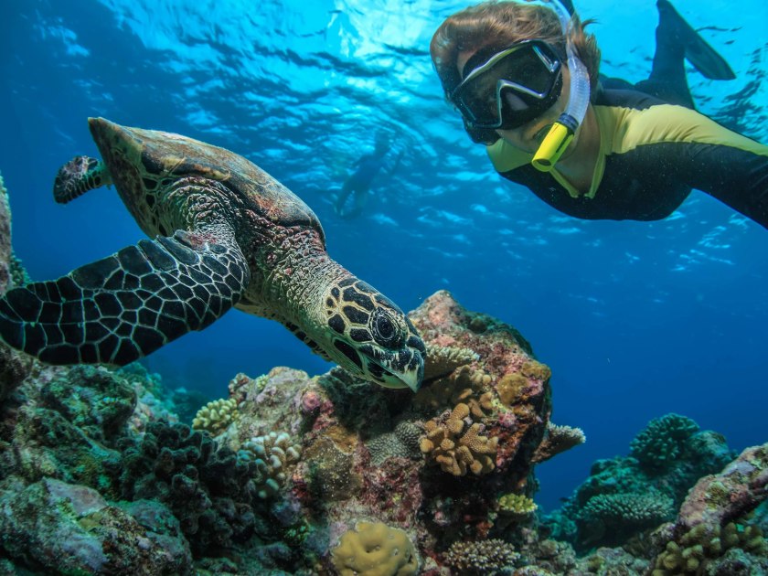 Man snorkeling with turtle