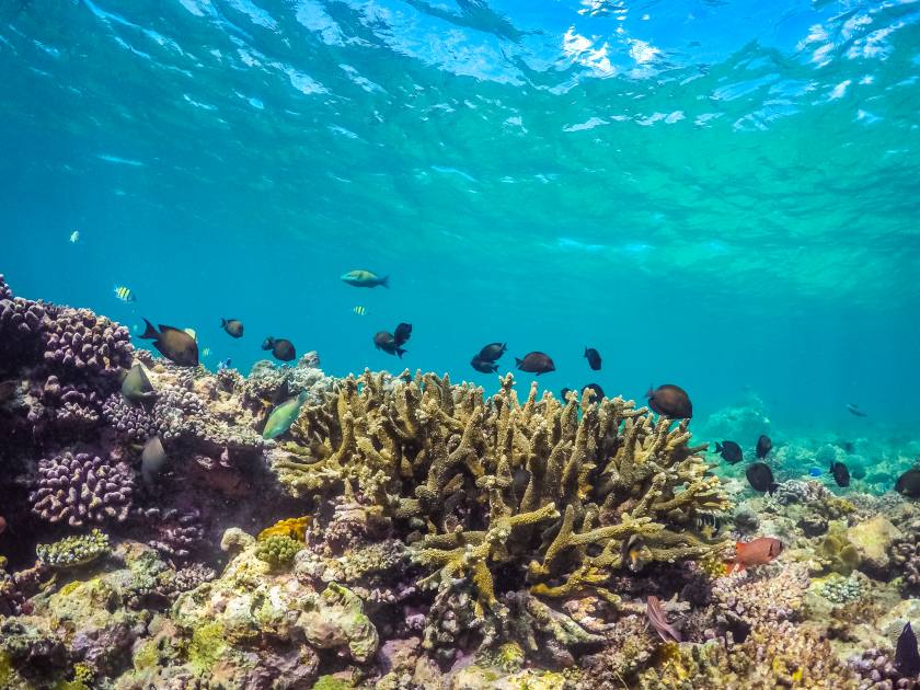 Underwater world landscape, colorful coral reef and blue clear water with sunlight and sunbeam. Maldives underwater wildlife, marine life, adventure snorkeling.