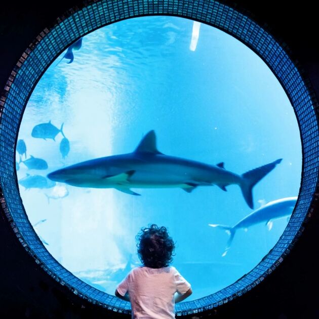 Maui Ocean Center General Admission Ticket