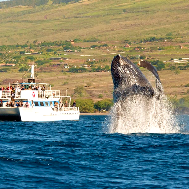 Maui Whale Watch Cruise from Lahaina with Guaranteed Sightings
