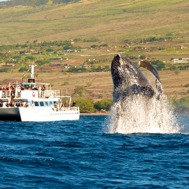 whale watching cruise big island hawaii