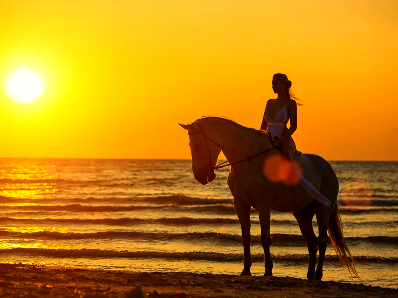 North Shore Beach Horseback Ride - Daytime & Sunset Tours