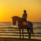 North Shore Beach Horseback Ride