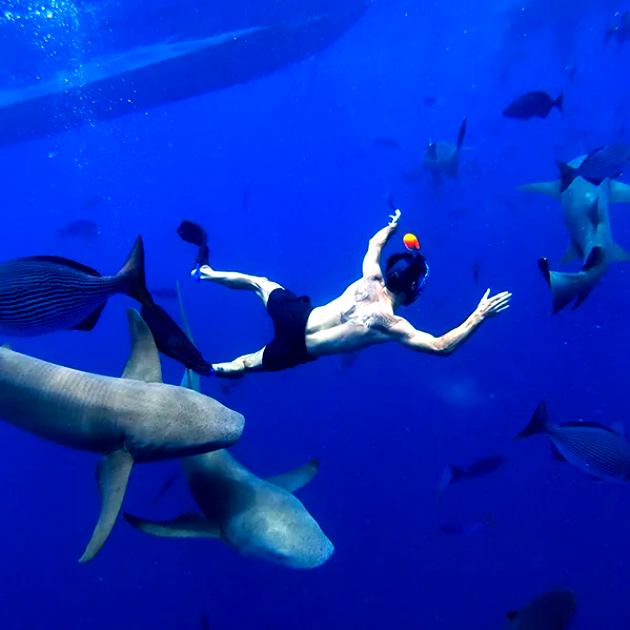 Swimming with sharks