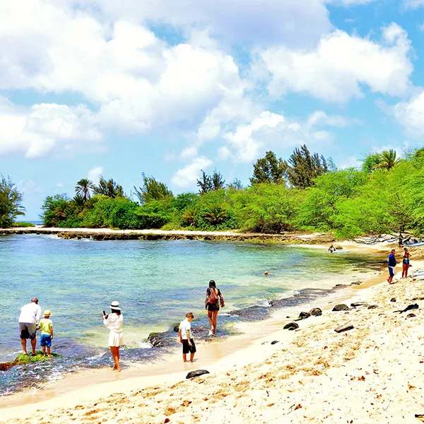 North Shore Shuttle with Optional Surfing Lesson