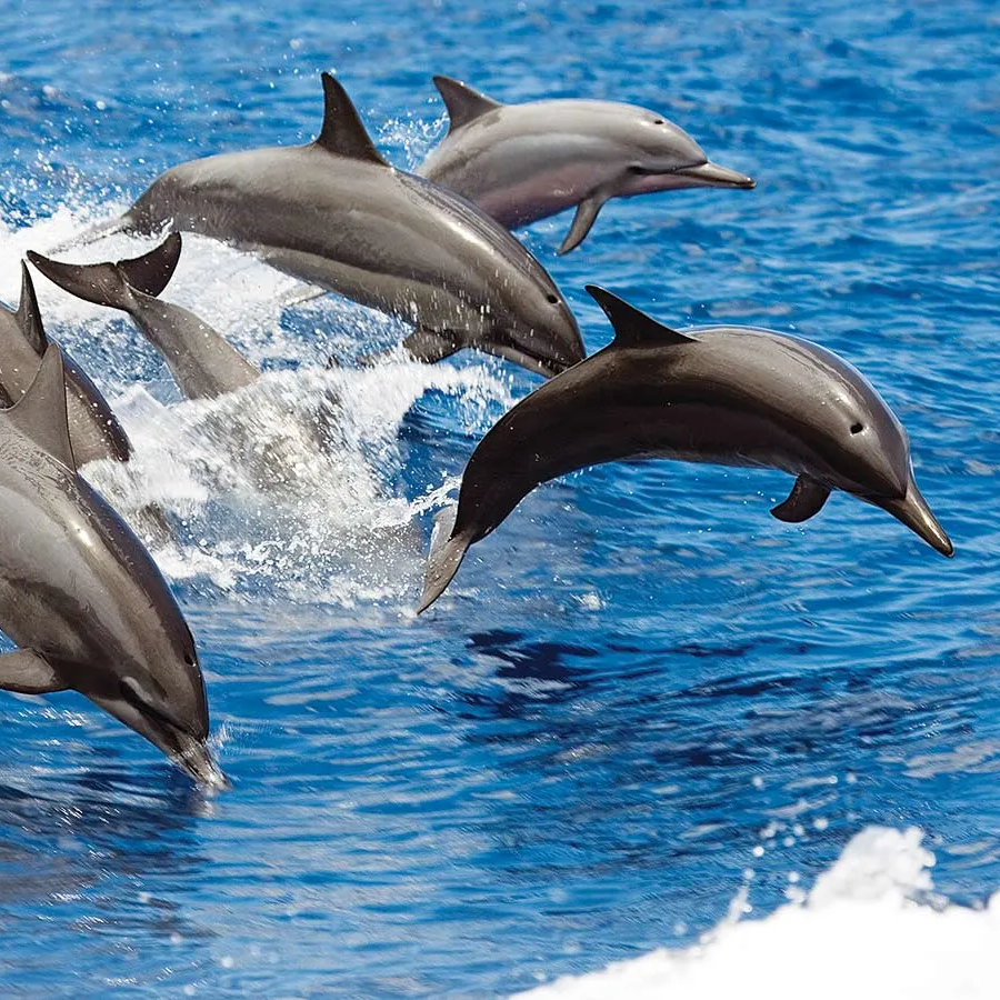 Oahu Dolphin Watch & Snorkel Cruise