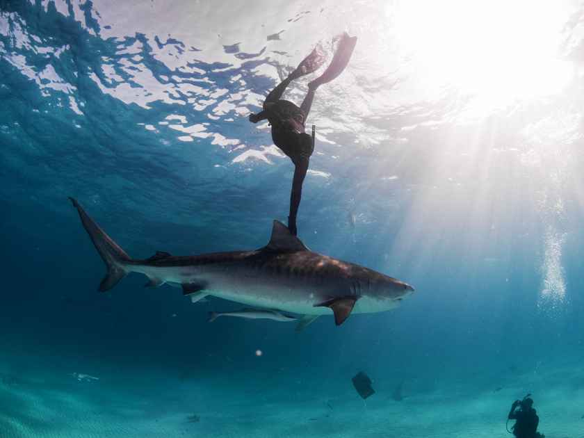 Oahu Shark Swimming