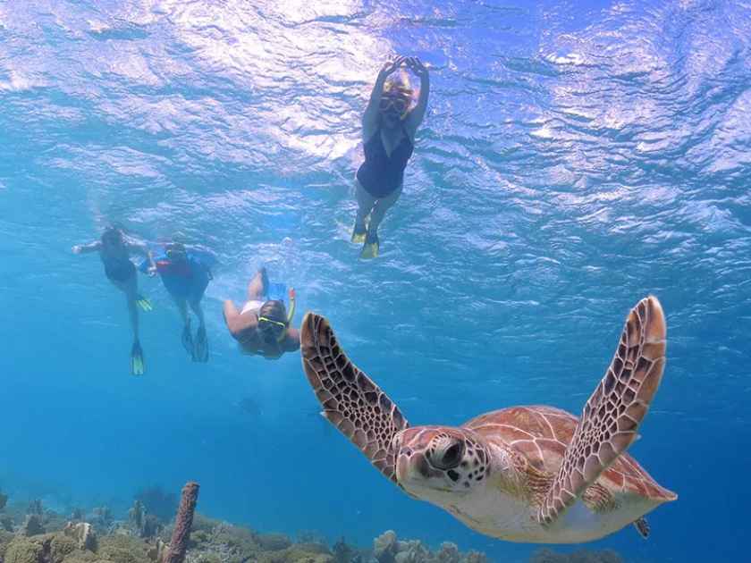 Snorkeling at Turtle Canyon