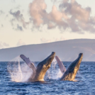 PacWhale Eco-Adventures Lahaina Whale Watch Tour