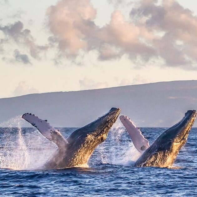 3-Hour Ultimate Whale Watch Tour from Maalaea - [Dec-Mar]