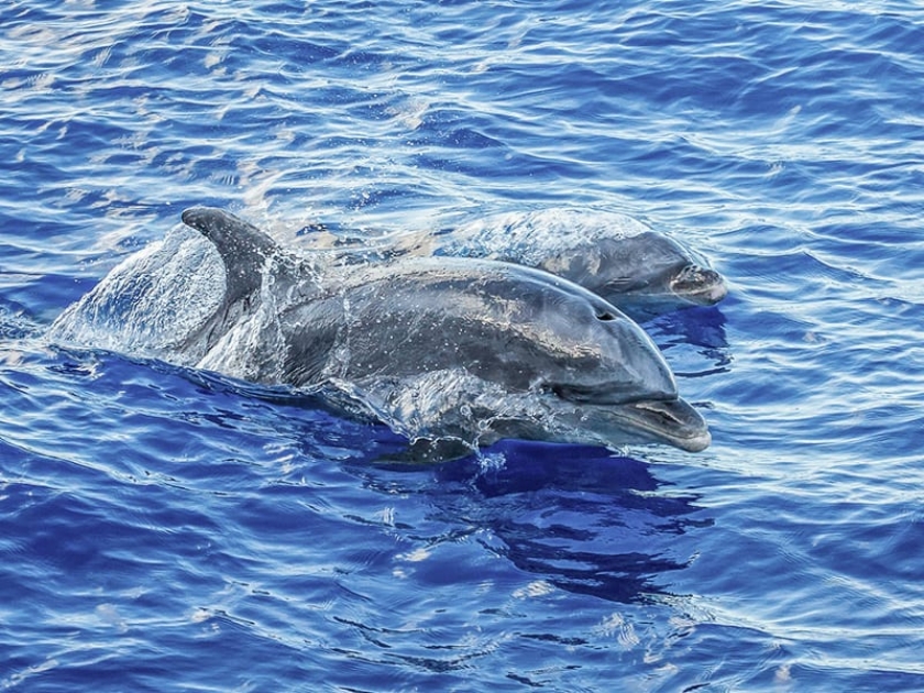 Pacific Whale Foundation