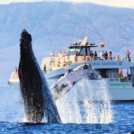 Pacific Whale Foundation - Maui Whale Watching Cruise from Maalaea