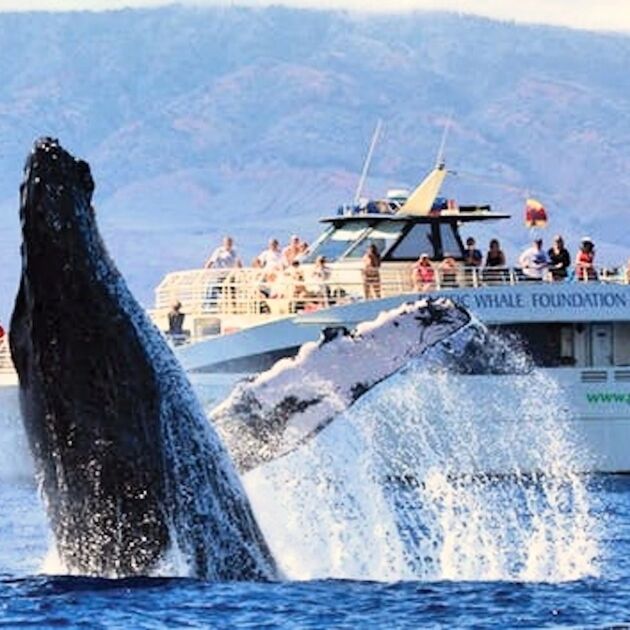 PacWhale Eco-Adventures 2-Hour Whale Watch Tours - [Nov-Apr]