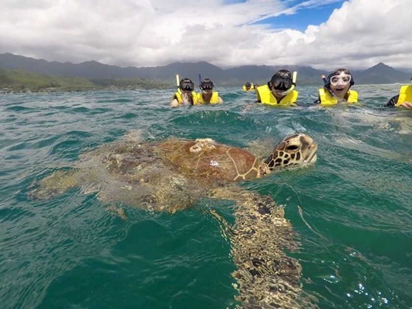 Snorkeling at Kaneohe Sandbar: Marine Life, Visibility & Best Spots