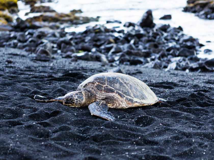 Punaluu Beach's black sand often serves as a resting place for green sea turtles