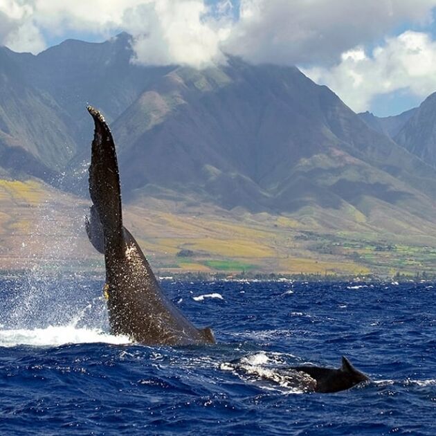 South Maui Whale Watching - Quicksilver Catamaran [Dec-Apr]