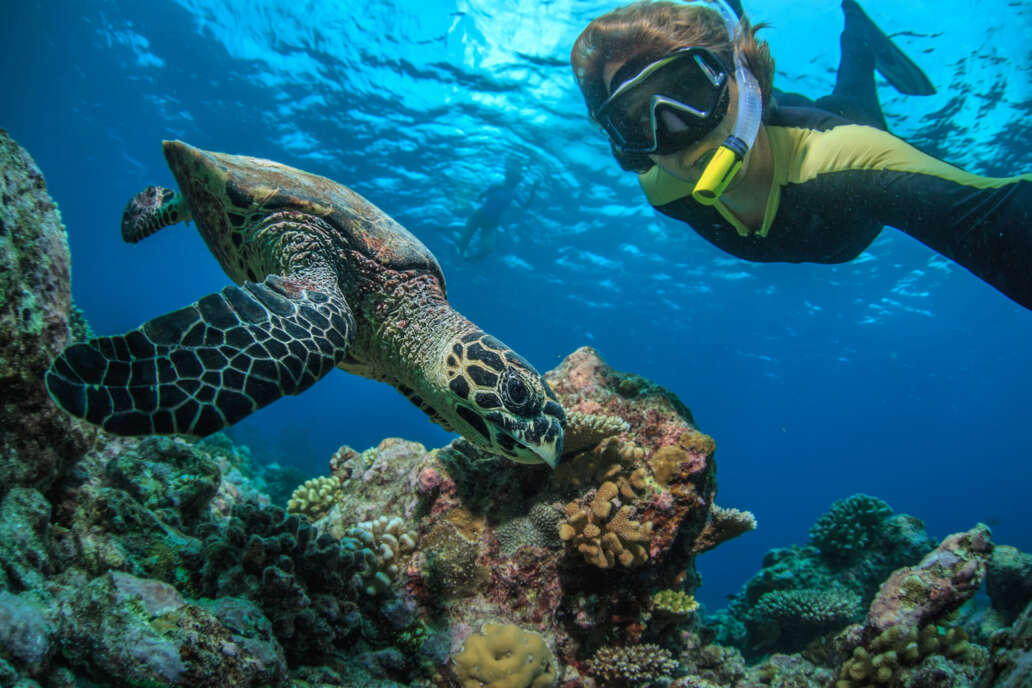 Go on a snorkel tour to swim with wild dolphins and sea turtles