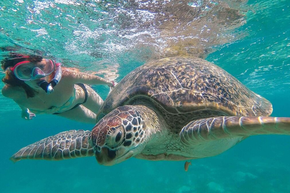 Waikiki Swim with Turtles Tour