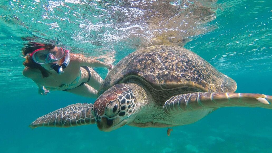 Waikiki Swim with Turtles Tour