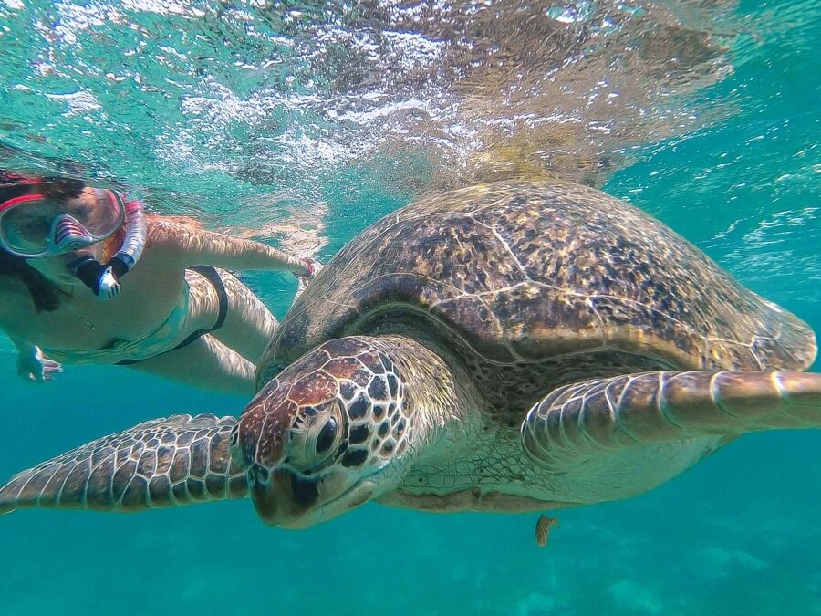 Waikiki Swim with Turtles Tour